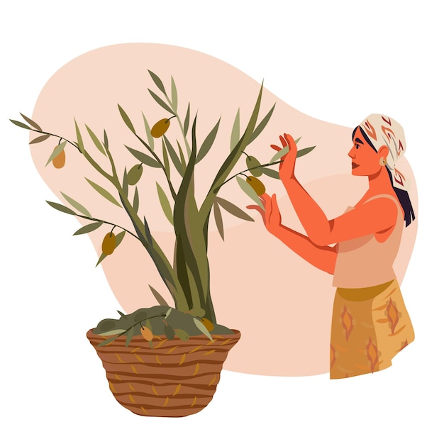 고립 된 올리브 벡터를 수확 하는 여자와 올리브 제품에 대 한 상징 또는 레이블