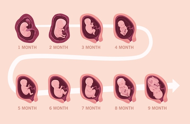 Embryo development infographic