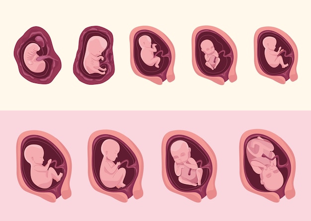 embryo development nine icons