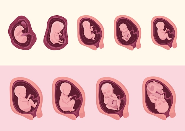 Embryo development nine icons