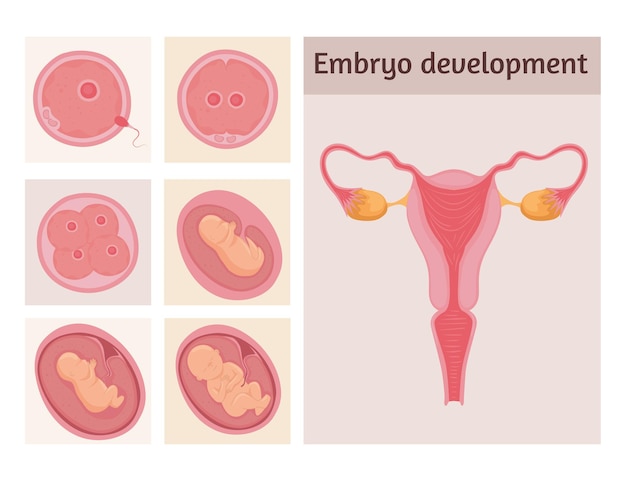 胚発生段階
