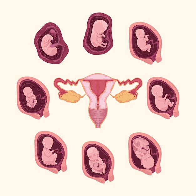 Embryo development and uterus