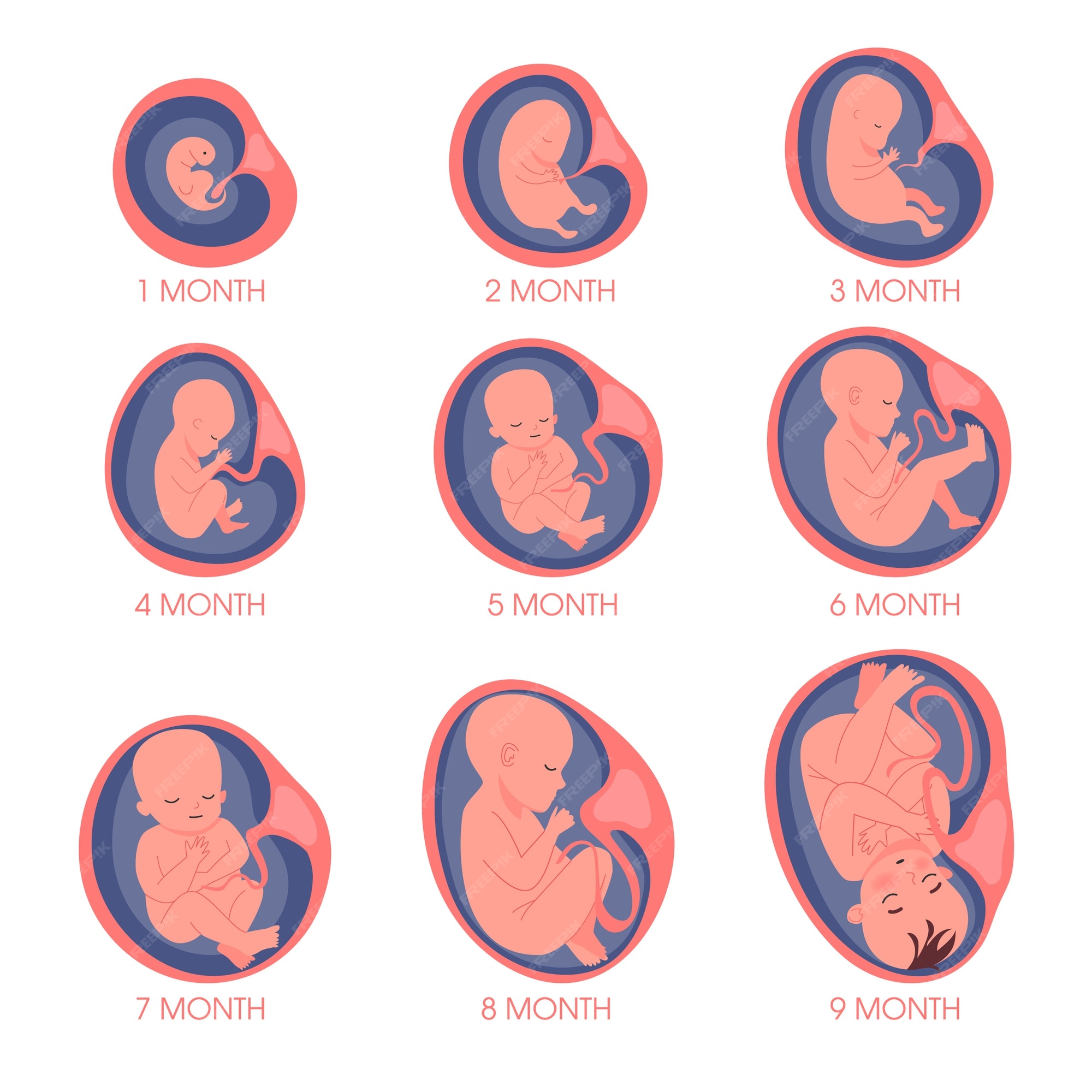 verklaren Instituut Stevig Embryo in baarmoeder set. foetale ontwikkeling en groei tijdens de  zwangerschap. maandelijks stadium. baby in afwachting. | Premium Vector