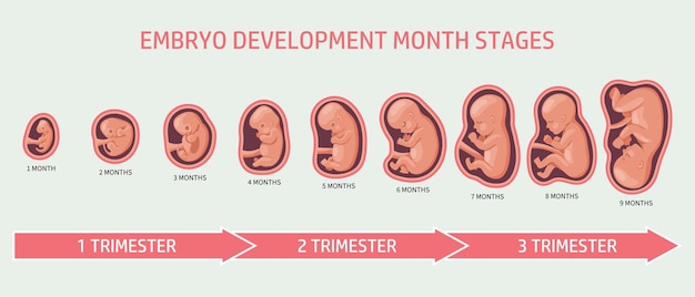 Embryo in de baarmoeder, gezet. Ontwikkeling en groei van de foetus in verschillende stadia van de zwangerschap