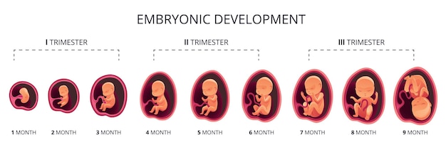 Vector embryo maand fase groei foetale ontwikkeling vector platte infographic iconen medische illustratie van foetus cyclus van 1 tot 9 maand tot geboorte en gecombineerd in trimesters