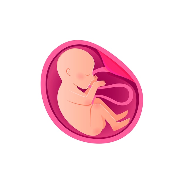 Vector embryo ontwikkeling pictogram. zwangerschap, ontwikkeling van de foetus.