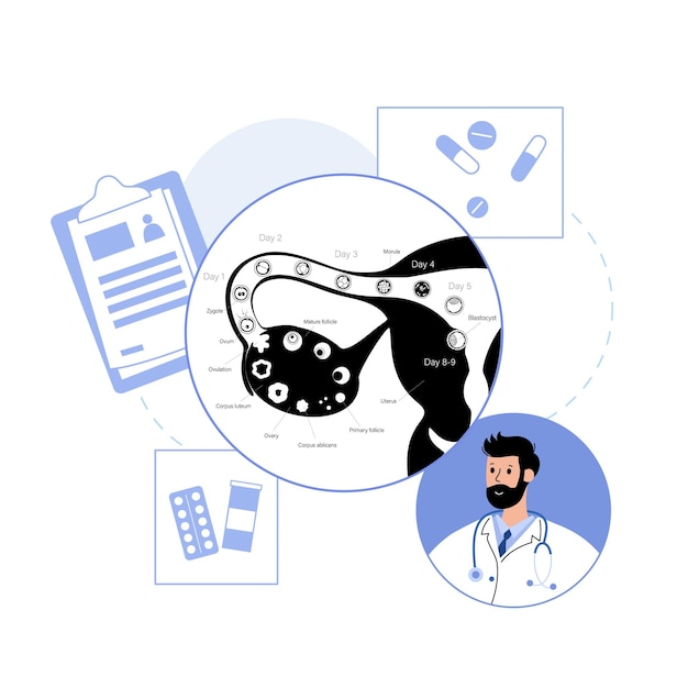 Embryo ontwikkelingsconcept