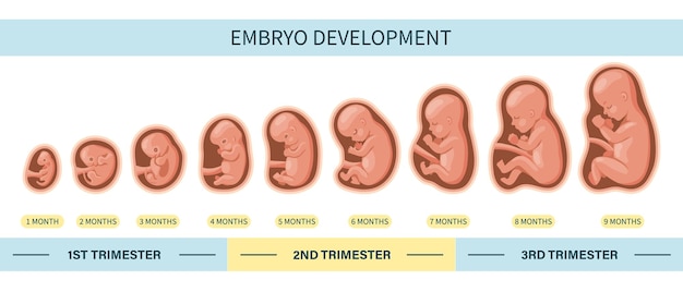 Embryo in the womb, set. Development and growth of the fetus at different stages of pregnancy