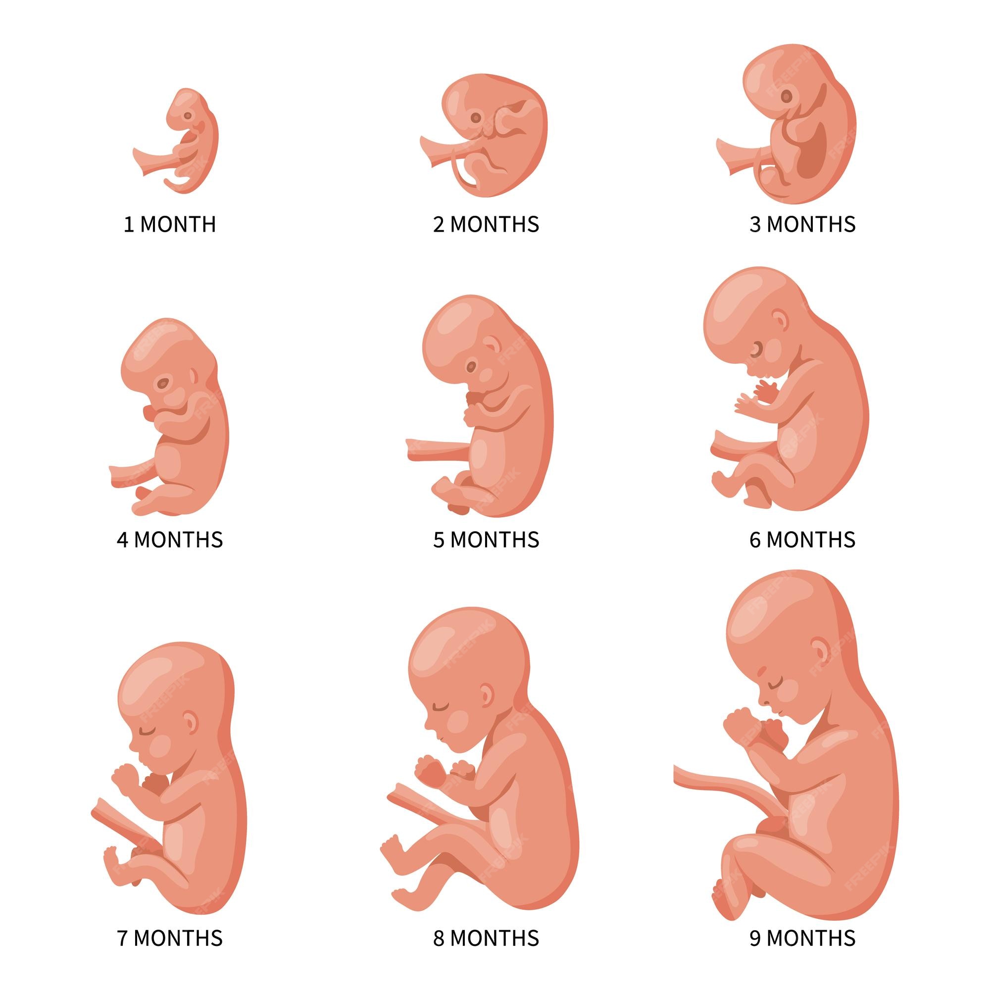 stages of baby in the womb