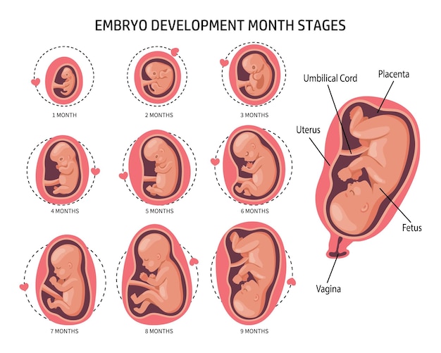 Embryo in the womb, set. Development and growth of the fetus at different stages of pregnancy