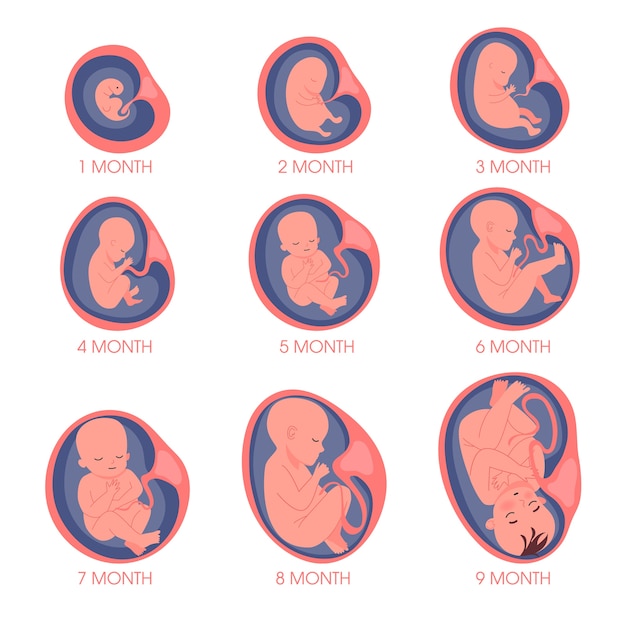 Vector embryo in womb set. fetal development and growth during pregnancy. monthly stage. baby awaiting.