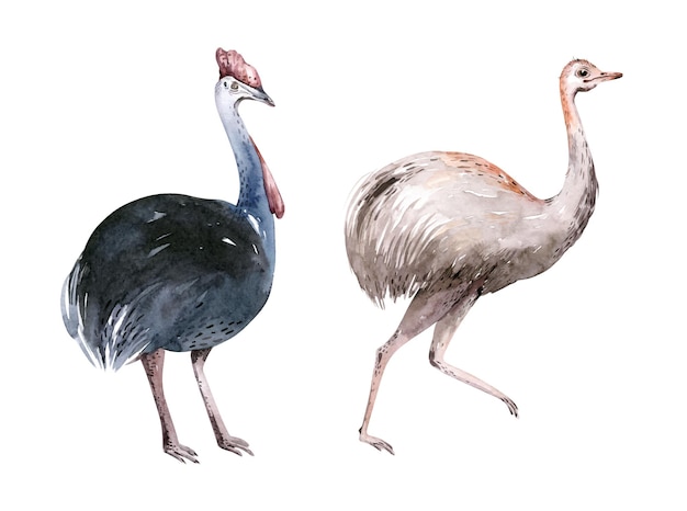 Emu ostrich watercolor illustration Hand drawn native Australian bird Single emu side view element Australia wildlife animal Australian ostrich on white background