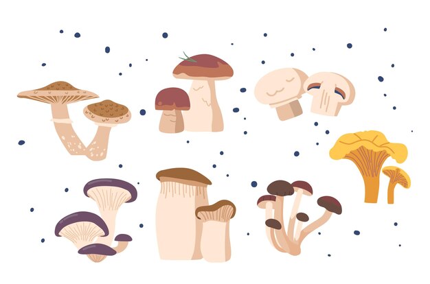 Enchanting Forest Mushrooms With Boasting Vibrant Colors And Intriguing Shapes Chanterelle Porcini Oyster Shiitake