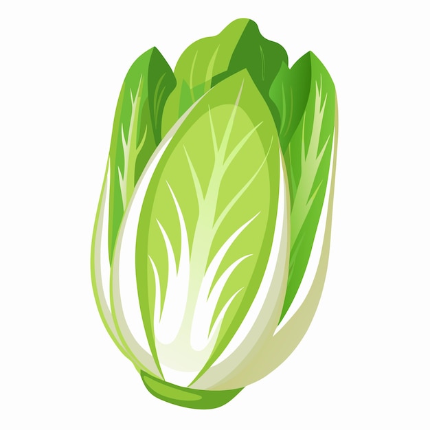 Endive-vectorillustratie geïsoleerd op witte achtergrond