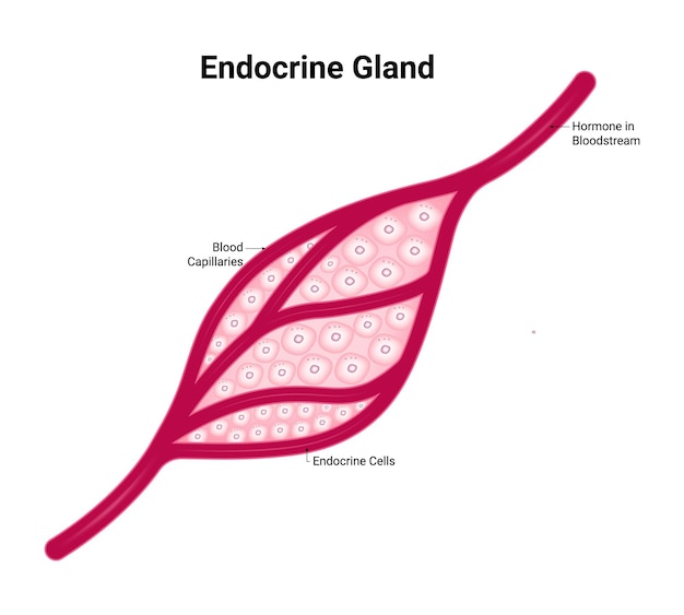 Vector endocrine gland hormone in bloodstream blood capillaries endocrine cells vector illustration