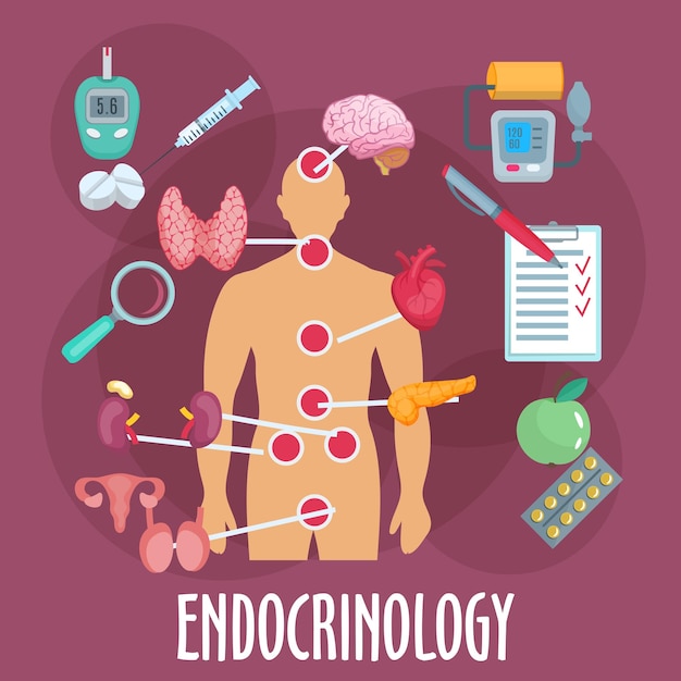 Icona piatta del sistema endocrino e del sistema endocrino