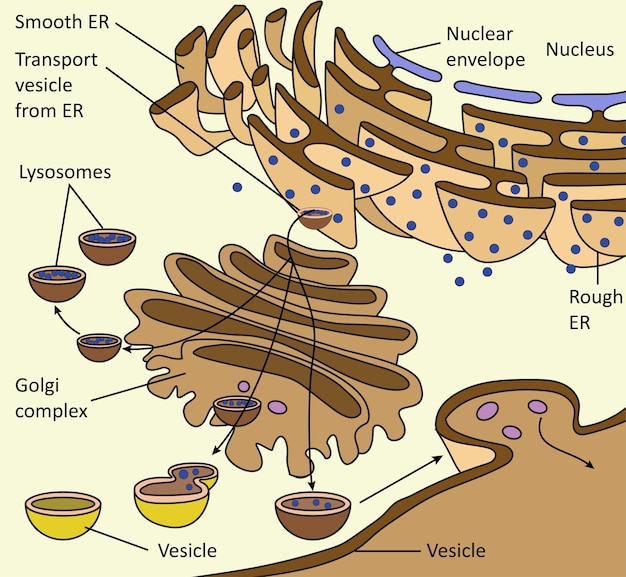 Vector endomembraansysteem