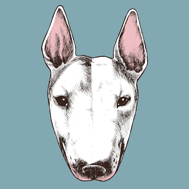 Vector english bull terrier portrait