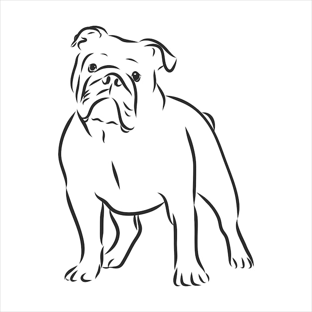 Vector english bulldog. hand drawn. vector illustration sketch