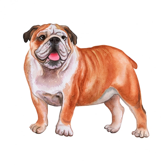 Vector english bulldog. watercolor