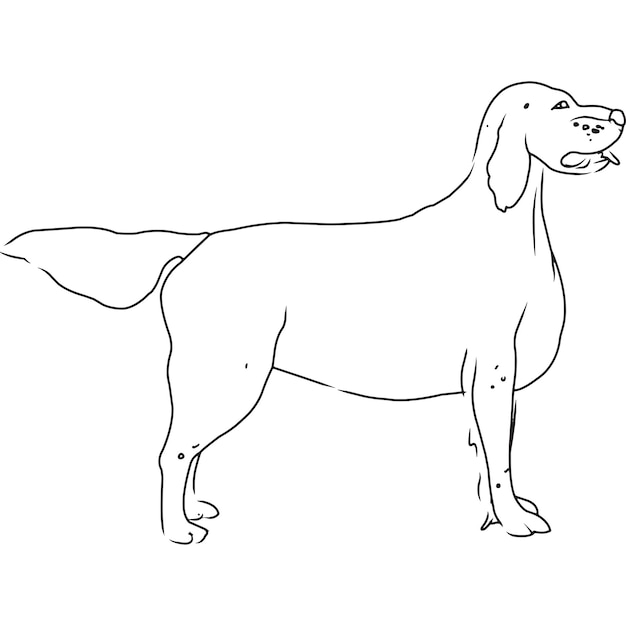Английский сеттер собака рука набросал векторный рисунок