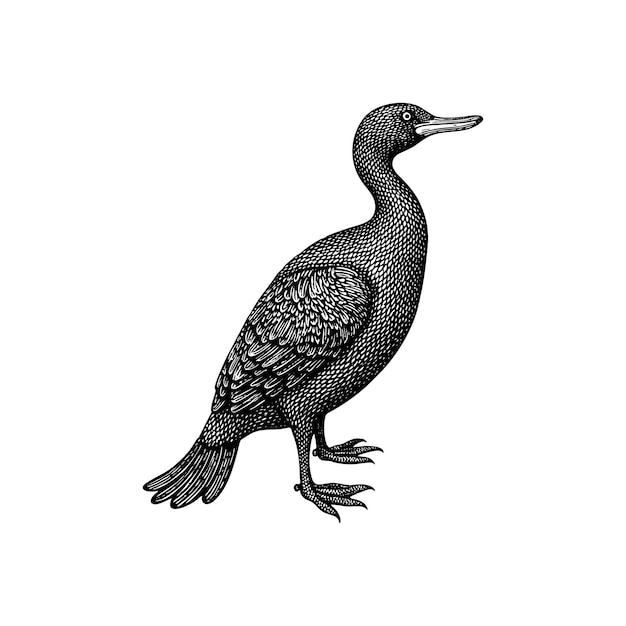 engraved birds vector illustrations set