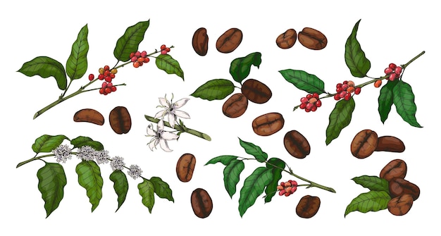 engraved colored coffee hand drawn arabica plant with green leaves and red beans sketch of tree branch and flowers organic botanical collection vector morning caffeine drink isolated elements set