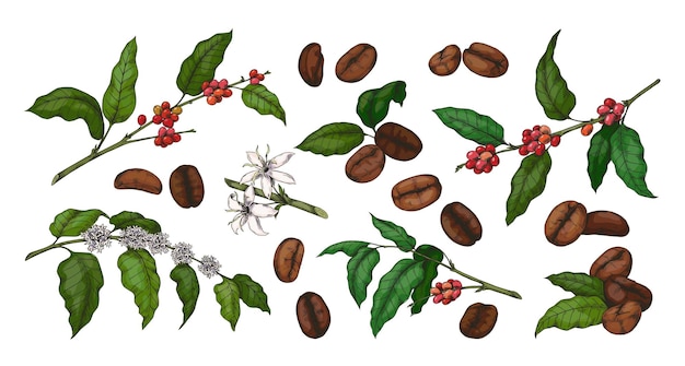 Caffè colorato inciso pianta di arabica disegnata a mano con foglie verdi e fagioli rossi schizzo di ramo di albero e fiori collezione botanica biologica insieme di elementi isolati di bevanda di caffeina mattutina vettoriale