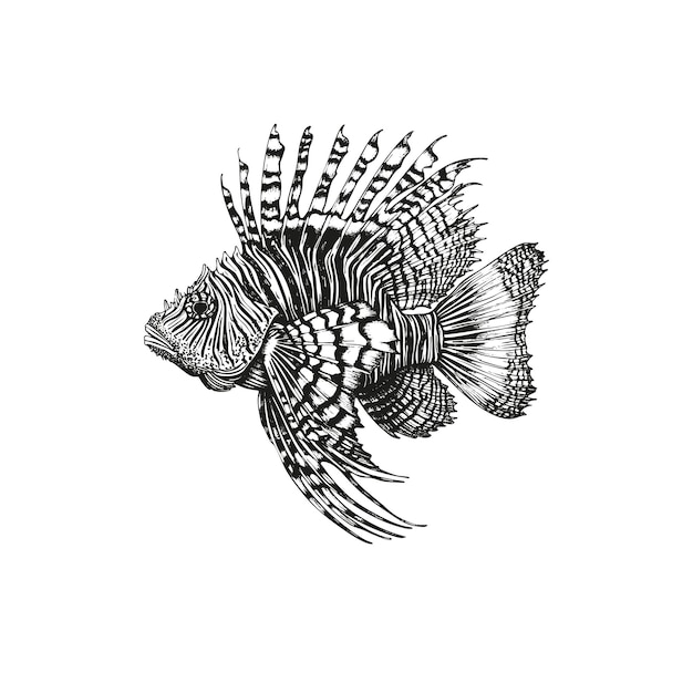 engraved fish vector illustrations set