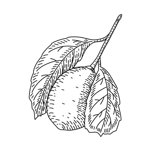 Engraved hand drawn contour lemon with leaves