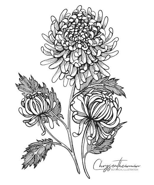 Engraved hand drawn illustrations of chrysanthemum. All element isolated.