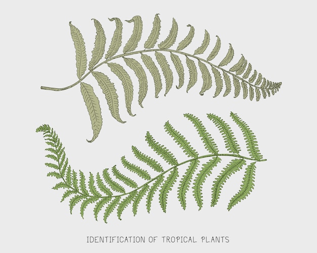 Foglie tropicali o esotiche incise, disegnate a mano, foglia di diverse piante dall'aspetto vintage. monstera e felce, palma con set di botanica di banana