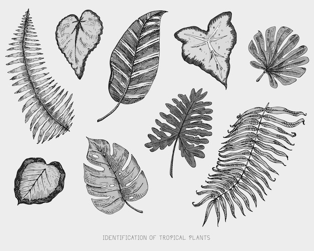 Engraved, hand drawn tropical or exotic leaves , leaf of different vintage looking plants