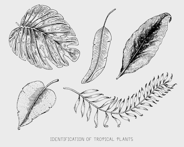 刻まれた手描きの熱帯またはエキゾチックな葉は、バナナの植物学セットでさまざまなヴィンテージに見える植物モンステラとシダのヤシの葉を分離しました