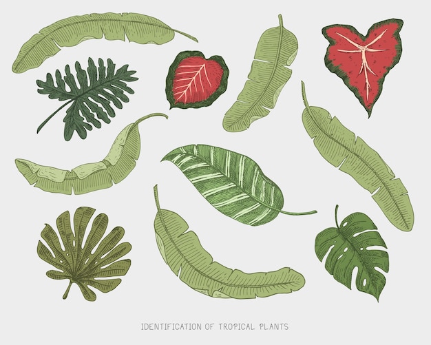 刻まれた手描きの熱帯またはエキゾチックな葉は、バナナの植物学セットでさまざまなヴィンテージに見える植物モンステラとシダのヤシの葉を分離しました