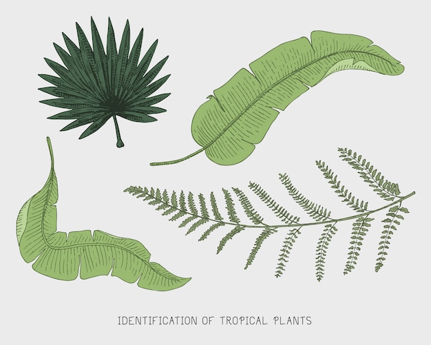 Вектор Гравированные, нарисованные от руки тропические или экзотические листья, листья разных винтажных растений. монстера и папоротник, пальма с бананом