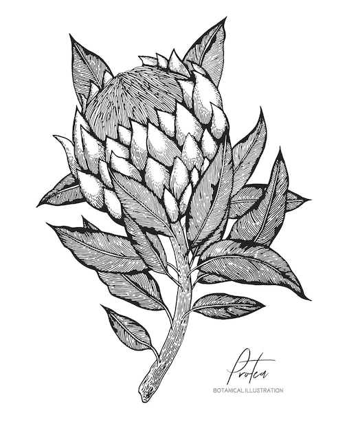 Engraved illustration of protea isolated.