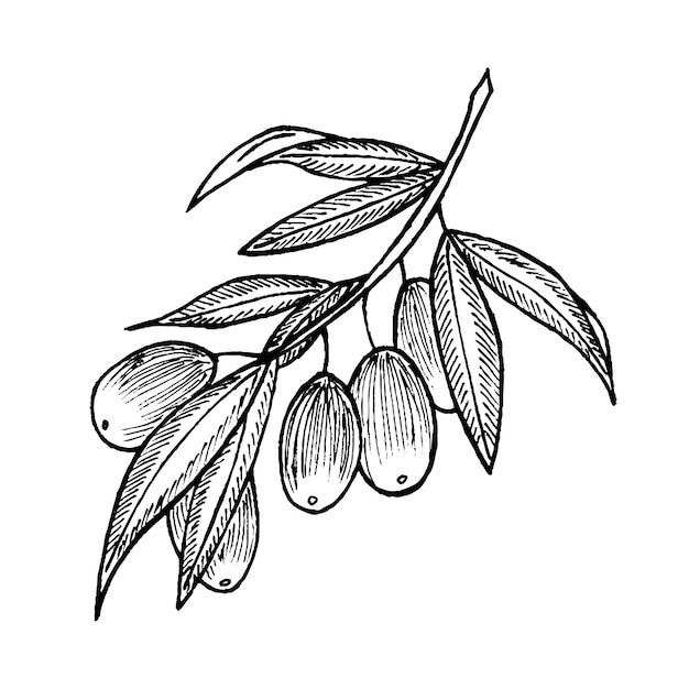 Vector an engraved olive branch a handdrawn design element of olives agricultural ripe plant or fruit isolated on a white background set of vector illustrations