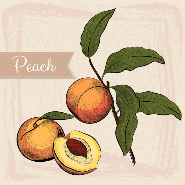 Engraved peach. illustration