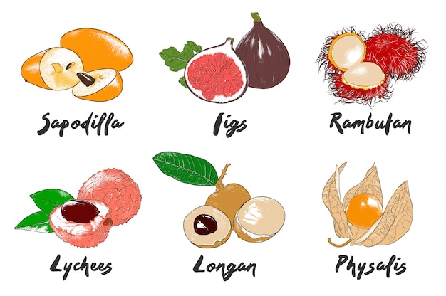 Collezione di frutta esotica biologica stile inciso