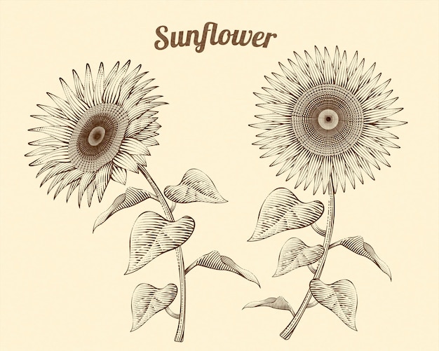 Engraved sunflowers on beige