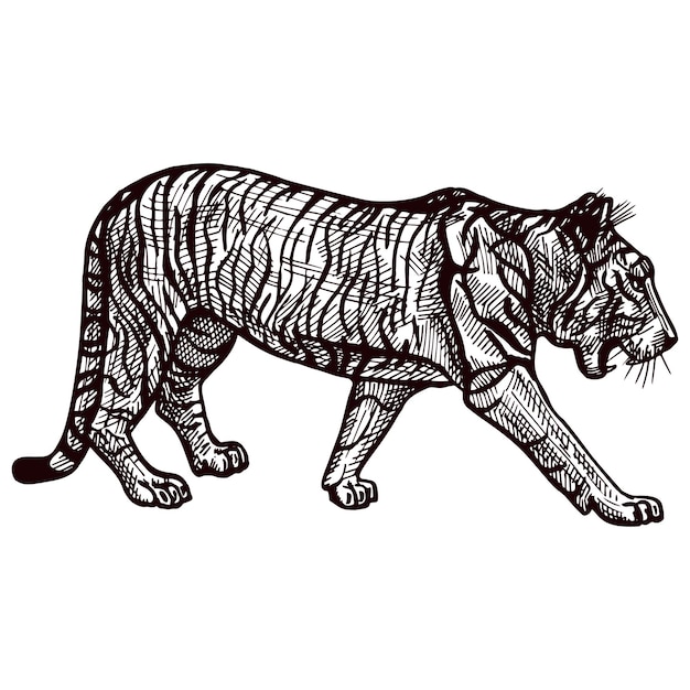 Гравированный тигр крадется на изолированном белом фоне винтажные дикие животные в стиле ручной работы