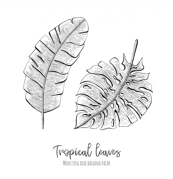 Engraved tropical illustrations with leaves monstera and banana palm.