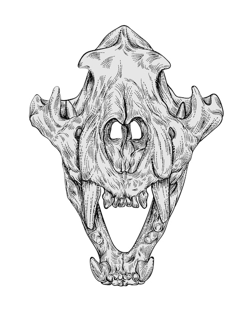 Vector engraving animal skull