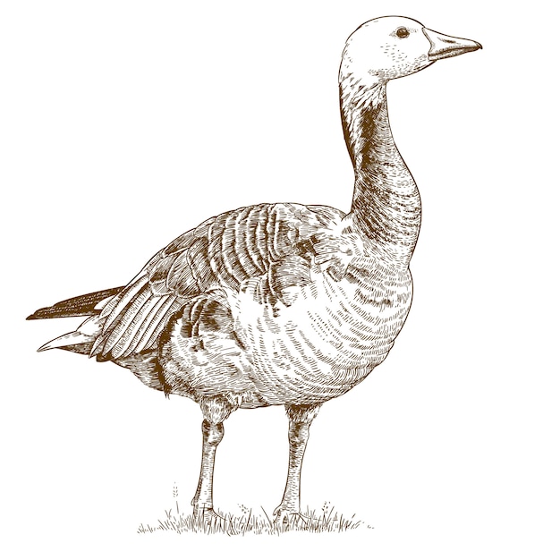 Engraving  antique drawing of goose