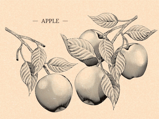 Engraving apples with leaves, natural fruit elements