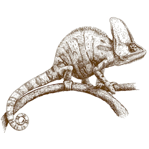 Engraving drawing of chameleon