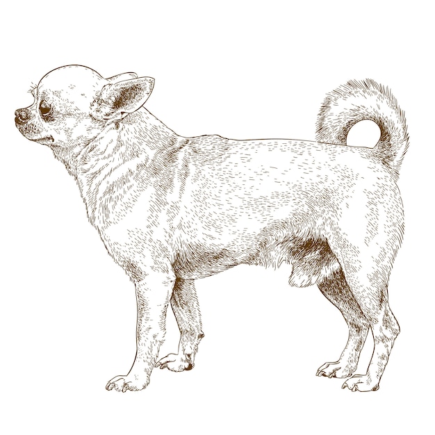 Vector engraving drawing of chihuahua dog