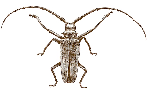 Vector engraving drawing drawing of longhorn beetles