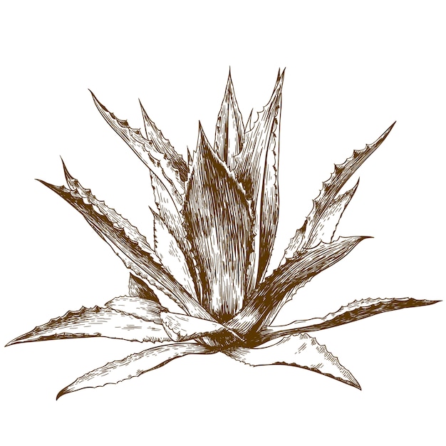 Vector engraving drawing illustration of agave